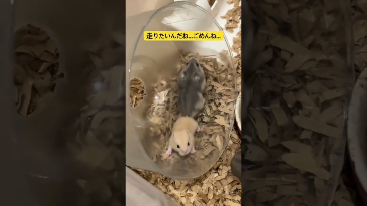 回し車買うからねー #ハムスター動画 #ハムスター日記 #ペット