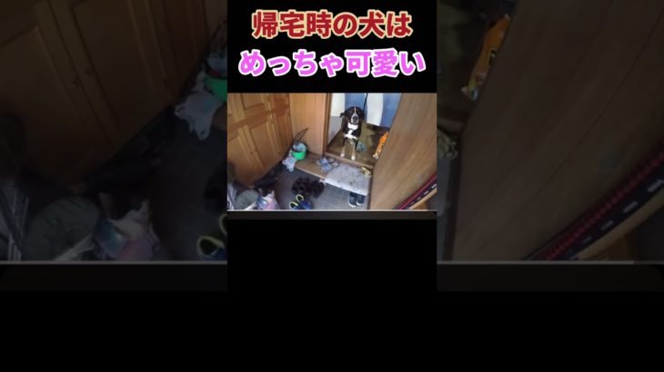 【ペット】犬のお出迎えって最高にかわいい瞬間ですよね　#ワンコ #ペット動画 #犬のいる生活
