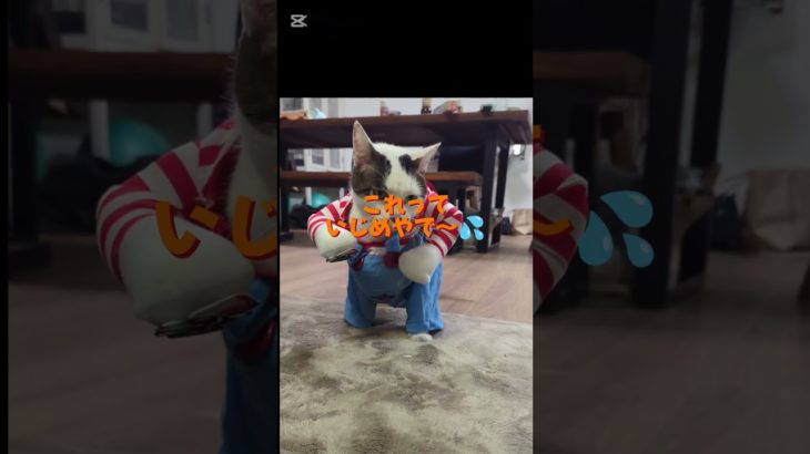 ハロウィンイブだよ〜＃コスプレ＃ペット