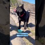 ペット同伴可能な場所が消えていく‥