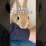 ペットショップでブルドッグの赤ちゃんを抱っこして帰ったら大変な事になりました…