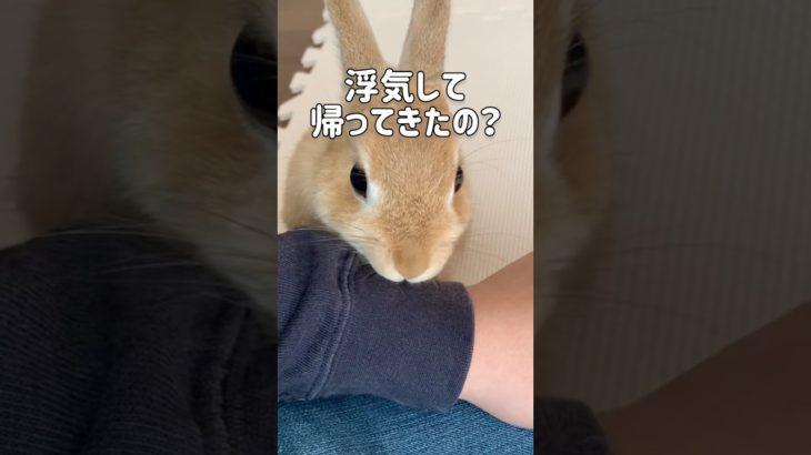 ペットショップでブルドッグの赤ちゃんを抱っこして帰ったら大変な事になりました…