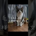 逗子市ちょっと怖がりな美猫ちゃん　ペットシッターにじいろぐも