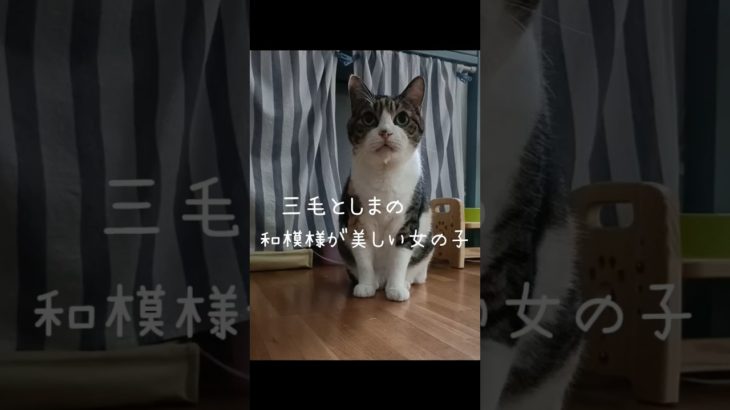 逗子市ちょっと怖がりな美猫ちゃん　ペットシッターにじいろぐも