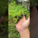 レオパ貰った🙂 #レオパードゲッコー #爬虫類 #ペット