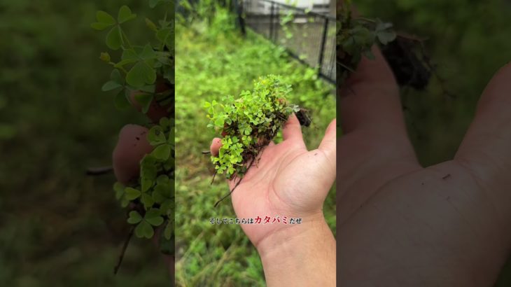 レオパ貰った🙂 #レオパードゲッコー #爬虫類 #ペット