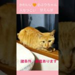 緊急！里親さま募集！金沢区の保護猫ちゃん　ペットシッターにじいろぐも