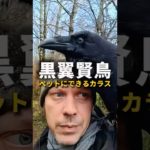 常識が覆る！ペットカラスの驚くべき知能と愛情表現
