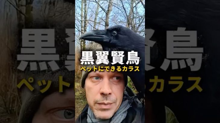 常識が覆る！ペットカラスの驚くべき知能と愛情表現