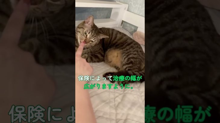 【保険会社社員vlog #3】ペットと暮らすリトルファミリー社員の一日　#リトルファミリー #ペット保険 #社員の日常　#日常vlog  #ペットのいる暮らし #vlog #保護猫