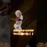 ついに歩いてくれた！😍🐶🐾　#シーズー #ペット #子犬 #散歩 #ごまちゃん #vlog #散歩 #dog #puppy