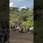 #world wild #worldwide#pet #pets #pet lover#pet lovers#short feed#Terence crawford#