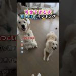 犬の犯人探しで笑い死ぬ瞬間ww #面白い #犬 #ペット