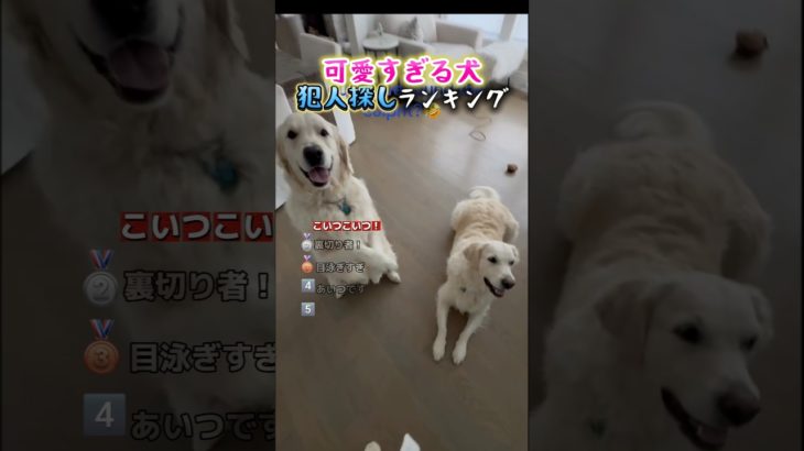 犬の犯人探しで笑い死ぬ瞬間ww #面白い #犬 #ペット