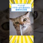 ペットがドクターから言われた衝撃的な言葉www #動物 #2ch #2ch動物スレ #猫 #犬 #ペット
