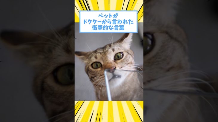 ペットがドクターから言われた衝撃的な言葉www #動物 #2ch #2ch動物スレ #猫 #犬 #ペット