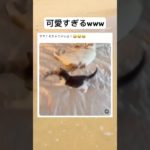 癒されるwww #shorts #おもしろ #猫 #親子 #ペット