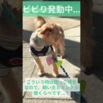 お散歩拒否犬 #yorkshireterrier #ヨーキー #ペット  #お散歩