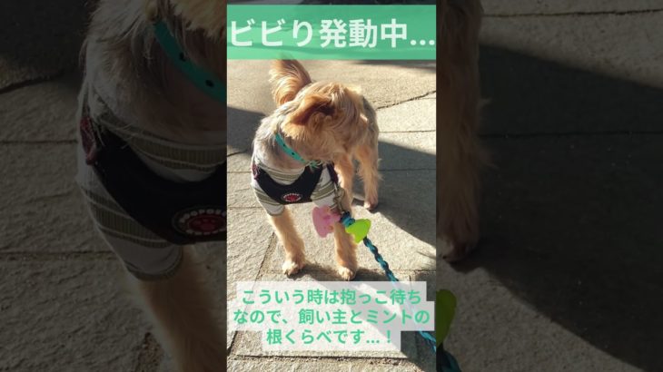 お散歩拒否犬 #yorkshireterrier #ヨーキー #ペット  #お散歩