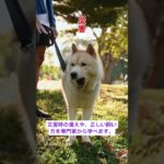 【無料講座】犬のしつけ方＆災害時の避難を学ぶ！高知県須崎「犬のしつけ方教室」11月24日開催🐶🐾