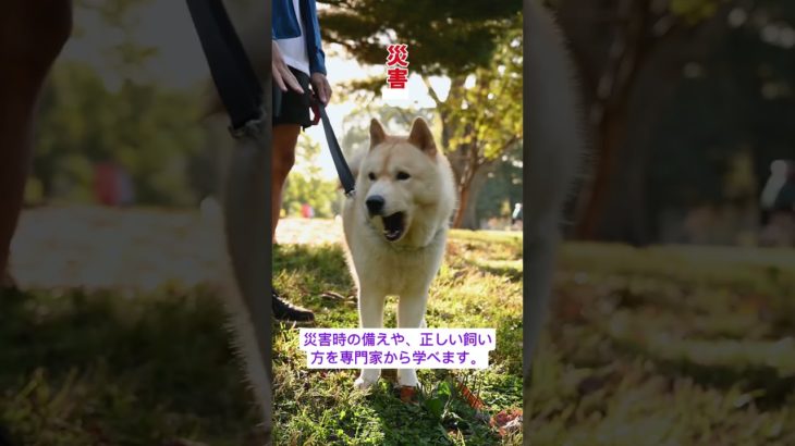 【無料講座】犬のしつけ方＆災害時の避難を学ぶ！高知県須崎「犬のしつけ方教室」11月24日開催🐶🐾