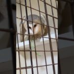 ふくろう日記1188