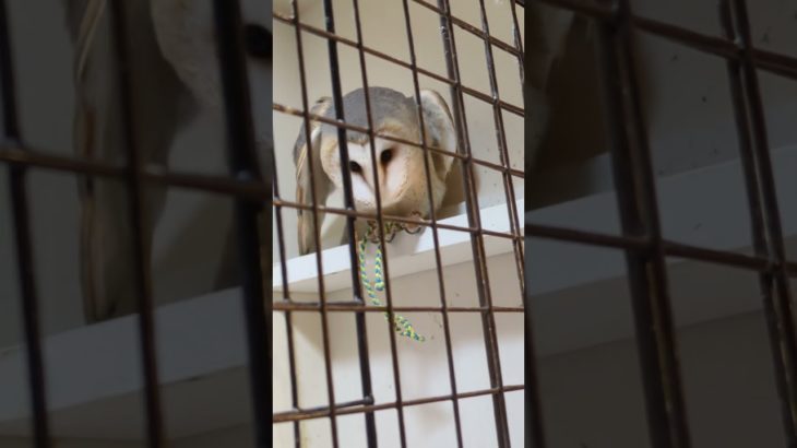 ふくろう日記1188