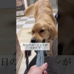 家族になって1年半#ペット#犬#ゴールデンレトリバー#大型犬#家族#dog#可愛い#初めて#奮闘#やんちゃ#子育て#アニマル#animal#JAPAN#兵庫県#関西弁