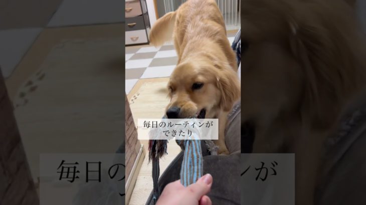 家族になって1年半#ペット#犬#ゴールデンレトリバー#大型犬#家族#dog#可愛い#初めて#奮闘#やんちゃ#子育て#アニマル#animal#JAPAN#兵庫県#関西弁