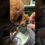 ペット博2025秋で食べまくる犬がこちらです😂🐶🍖