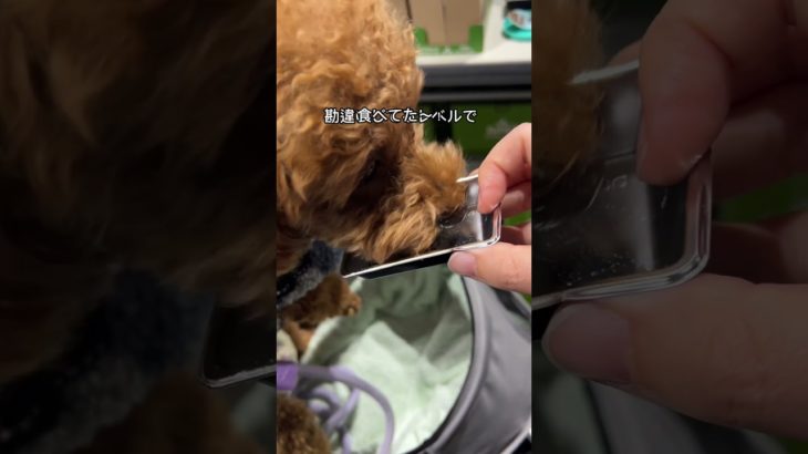 ペット博2025秋で食べまくる犬がこちらです😂🐶🍖