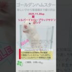 2025.11.20up #ゴールデンハムスター 白黒目ロング 雄 横浜市のペット専門ネズミブリーダー　お問合・来店相談はLINEに直接・050-5371-8616