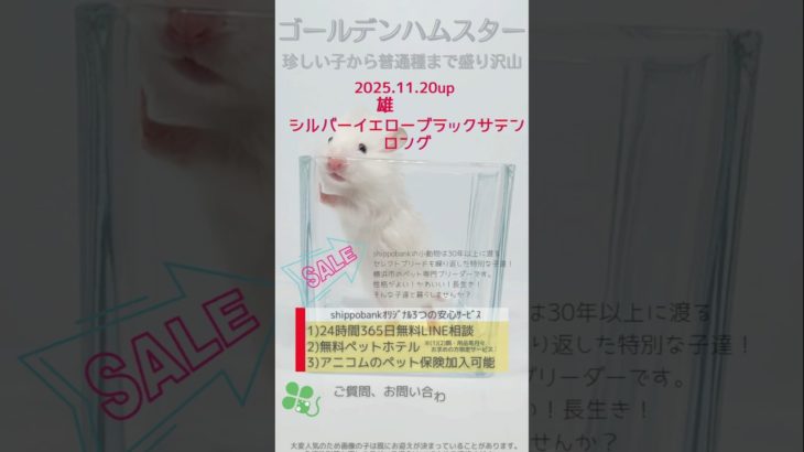 2025.11.20up #ゴールデンハムスター 白黒目ロング 雄 横浜市のペット専門ネズミブリーダー　お問合・来店相談はLINEに直接・050-5371-8616