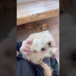 🥜 #20251116おうちホテル#ペットホテル#ケージフリー#静岡県袋井市 #ワンコワークス#大型犬#小型犬#中型犬#犬のいる暮らし#イヌバーシティ