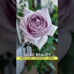 2025秋バラ図鑑#40 ライラックビューティ