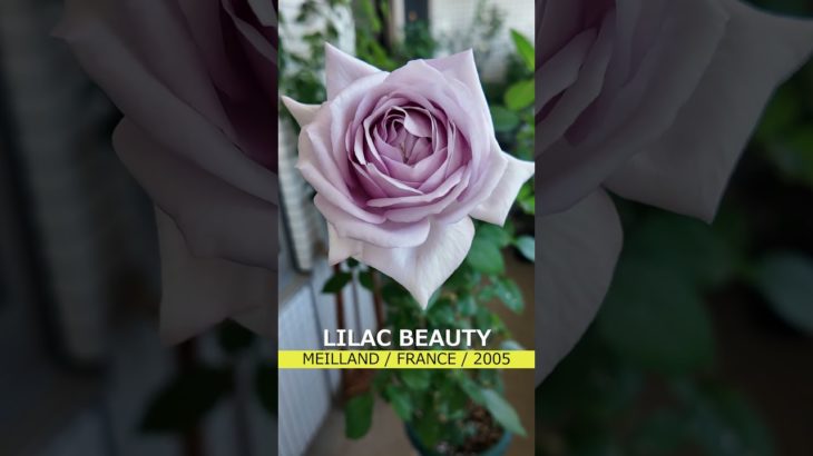 2025秋バラ図鑑#40 ライラックビューティ