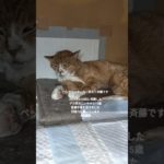 ペットシッターねこまもり斉藤です 2025年9/28㈰に保護したデカ茶おじいちゃん15歳 抜歯手術を受けました 回復力に驚いています #保護猫