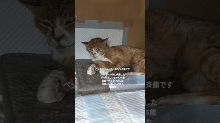ペットシッターねこまもり斉藤です 2025年9/28㈰に保護したデカ茶おじいちゃん15歳 抜歯手術を受けました 回復力に驚いています #保護猫