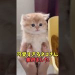 絶対猫様が人生の答え猫映像#猫のいる暮らし　#猫動画　#ねこ　#可愛い　#かわいい　#可愛すぎる　#2ch　#癒し　#ペット　#動物　#2ch 　#shorts