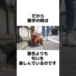 実は犬が超幸せな行動3選　#犬 #ペット #雑学 #あるある