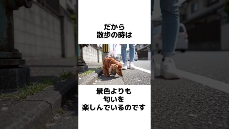 実は犬が超幸せな行動3選　#犬 #ペット #雑学 #あるある