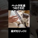 ペットの猫がお友達を連れてきた#3