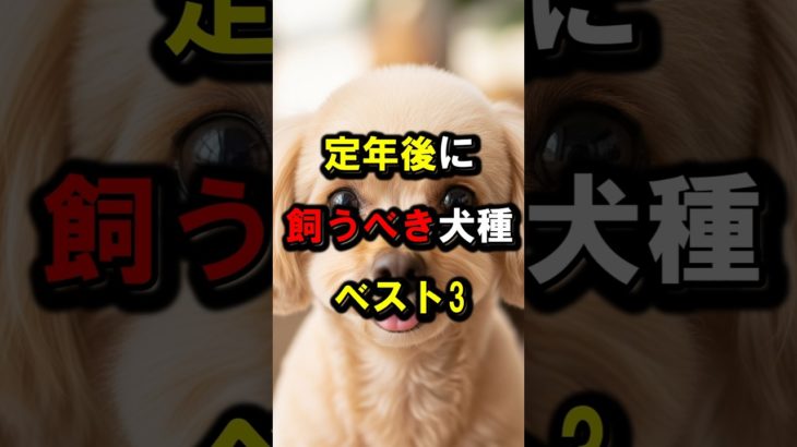 定年後に飼うべき犬種ベスト3 #定年後のペット #60歳から飼う犬 #保護犬
