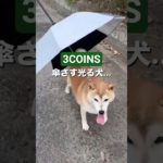 💖ペットの暮らしを格上げ！マニアが選ぶ「人間用より可愛い」3COINSアイテム#shop #3coins #3coins購入品 #dog #dogshorts