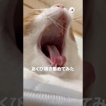 【5連発】あくび鳴き｜PECO