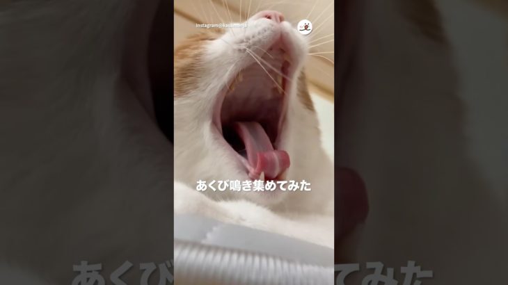 【5連発】あくび鳴き｜PECO