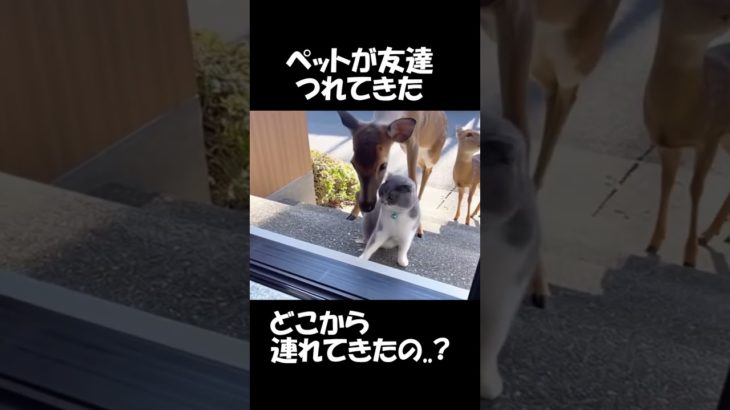 ペットの猫がお友達を連れてきた#8