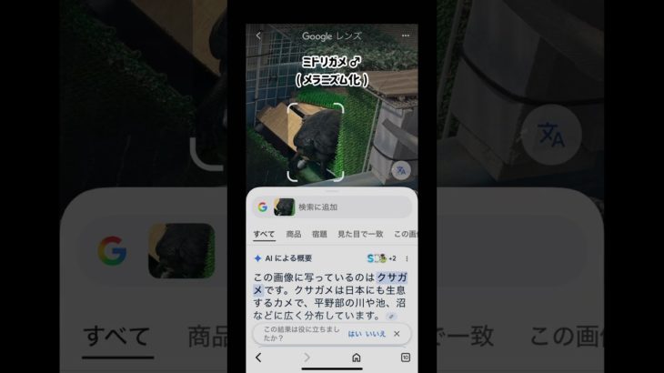 ちゃうちゃう🤣#ペット #AI#亀#君の名は#おもしろい