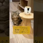 進化した小型AIペットカメラ「Furboミニ360°ビュー」が凄すぎる！