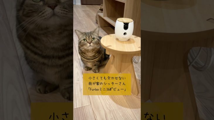 進化した小型AIペットカメラ「Furboミニ360°ビュー」が凄すぎる！